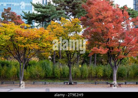 View of Yeouido Park, walkway with colorful leaves tree, autumn foliage. It is a park in Yeongdeungpo District, Seoul, South Korea. Stock Photo
