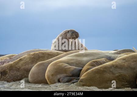 Atlantic walrus Stock Photo