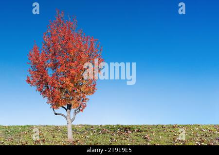 Big autimn tree with red and yellow leaves on green grass with blue sky. Stock Photo