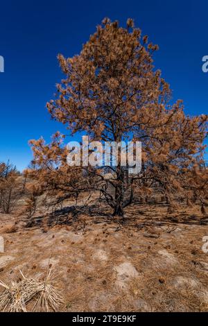 Part of the world's largest man-made forest burned in the Bovee Fire ...