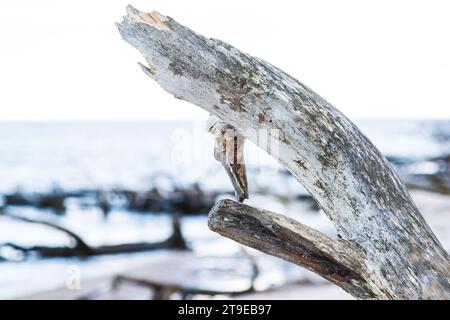 Closeup shot of a broken driftwood branch on a sandy sea shore looking like a snake head. Stock Photo