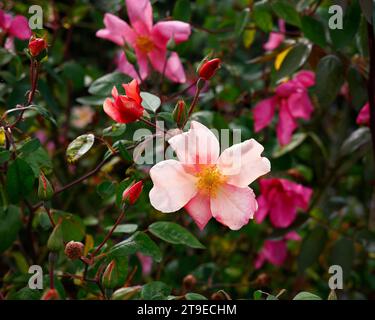 Closeup of the pink rose of the summer flowering garden rose Rosa x odorata mutabilis. Stock Photo