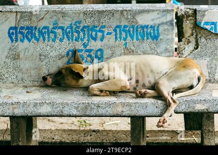 A sickly looking adult homeless dog is lying on a shabby stone bench in Thailand. Stock Photo