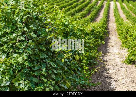 Vines bushes on field plantation grapes grow in rows with aisles. Stock Photo