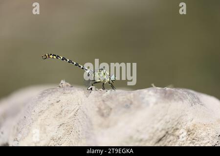 small pincertail dragonfly perched on a rock Stock Photo