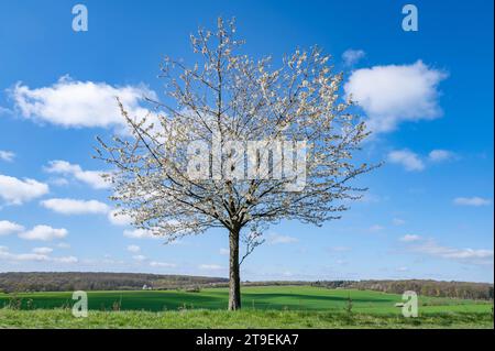 Wild cherry (Prunus avium), in bloom, blue sky and white clouds, Thuringia, Germany Stock Photo