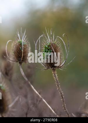 Teasel seed heads showing germination of seeds in situ Stock Photo