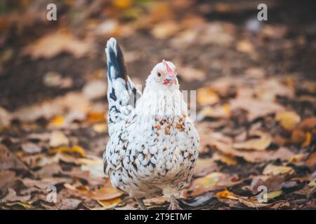 Motley/ mottled hen, breed Stoapiperl. The Stoapiperl/ Steinhendl is an endangered Austrian chicken breed Stock Photo