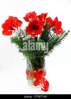 A beautiful Christmas bouquet of red amaryllis in a glass vase Stock Photo
