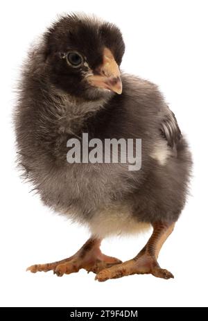 Isolated black and white Dominique chicken chick in a studio shot. Stock Photo