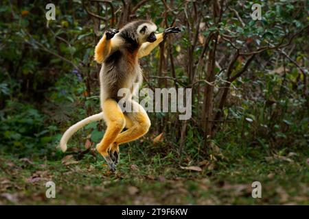 Jumping or dancing Diademed Sifaka - Propithecus diadema or diademed simpona, Malagasy names simpona, simpony and ankomba joby, endangered lemur endem Stock Photo