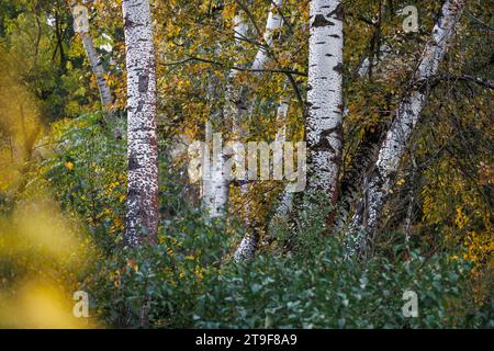 Birch tree trunks in forest in autumn. Colorful leaves. Fall season nature Stock Photo