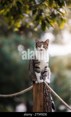 Cute kitten is sitting on pole and looking at camera. Tabby cat outdoors Stock Photo