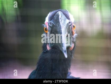 Encounter the regal presence of the Black Hornbill (Anthracoceros malayanus) amid the lush landscapes of Malaysia. This impressive bird, with its stri Stock Photo