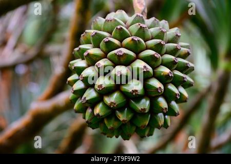 Common Screwpine or Pandanus Utilis Fruit on a Tree in Mauritius Stock Photo