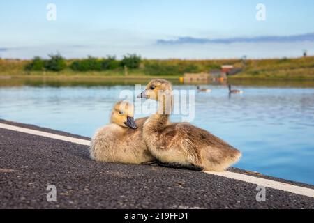 Canada Goose Goslings; Branta canadensis; Faithaven Lake; Lancashire; UK Stock Photo