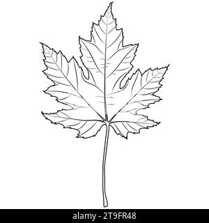 Silver maple leaf outline, vector botanical illustration. Maple tree leaf silhouette, coloring book page. Stock Vector