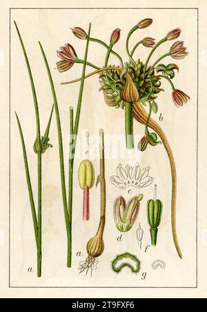 field garlic Allium oleraceum,  (botany book, 1906), Kohl-Lauch Stock Photo