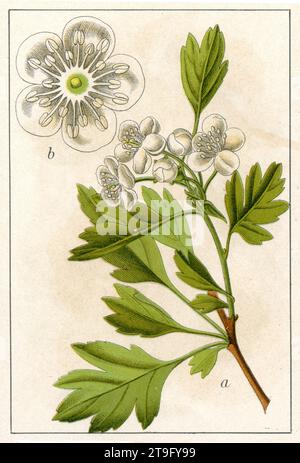 Hawthorn Crataegus monogyna,  (botany book, 1904), Eingriffeliger Weißdorn Stock Photo