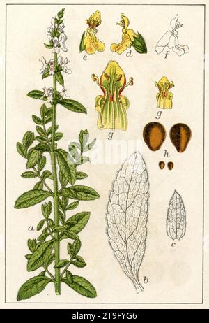 hedgenettle Stachys officinalis,  (botany book, 1903), Heilziest Stock Photo
