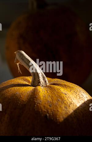 A cosy autumn scene features two vibrant orange pumpkins bathed in natural light, resting on a windowsill. The warm glow enhances the seasonal charm. Stock Photo