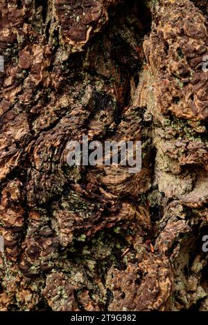 Fissures and textures in old knarly tree bark Stock Photo