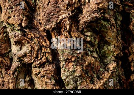 Fissures and textures in old knarly tree bark Stock Photo