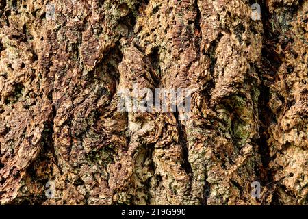 Fissures and textures in old knarly tree bark Stock Photo