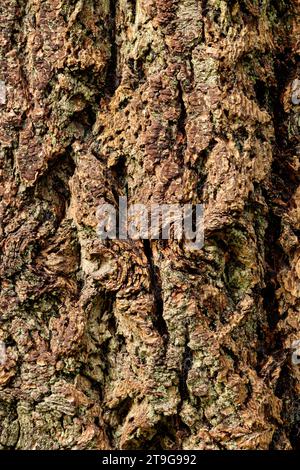 Fissures and textures in old knarly tree bark Stock Photo