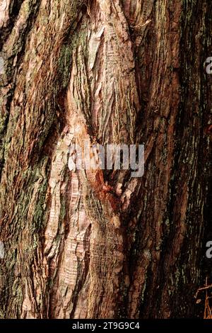 Fissures and textures in old knarly tree bark Stock Photo