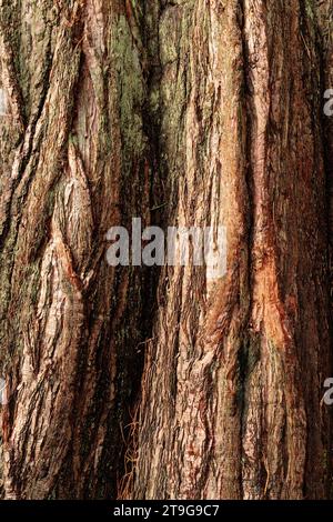 Fissures and textures in old knarly tree bark Stock Photo