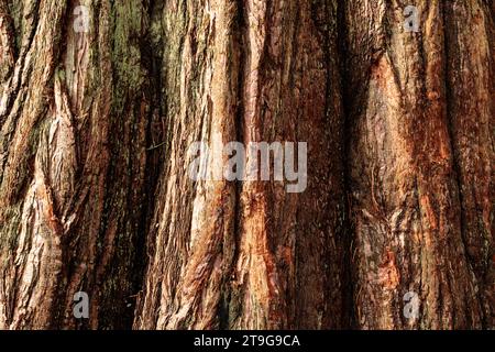 Fissures and textures in old knarly tree bark Stock Photo