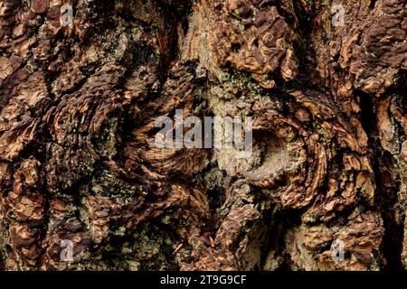 Fissures and textures in old knarly tree bark Stock Photo