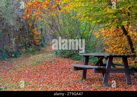 Bench with wooden table in the woods Stock Photo
