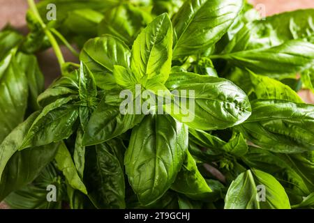 Fresh green sweet basil leaves, Also known as great basil or Genovese basil, Ocimum basilicum, a culinary herb in the mint family, and a tender plant, Stock Photo