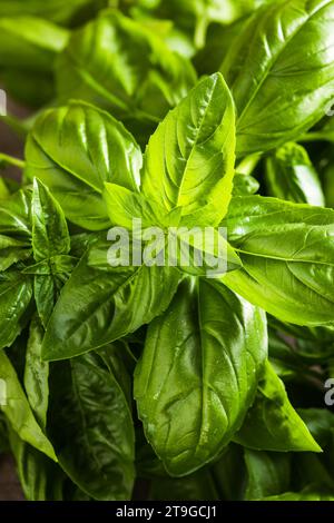 Fresh green sweet basil leaves, Also known as great basil or Genovese basil, Ocimum basilicum, a culinary herb in the mint family, and a tender plant, Stock Photo