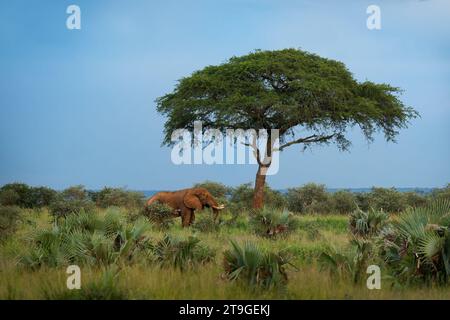 African Bush Elephant - Loxodonta africana lonely elephant standing under the lonely tree in green savannah during rainy season, blue sky in Uganda an Stock Photo