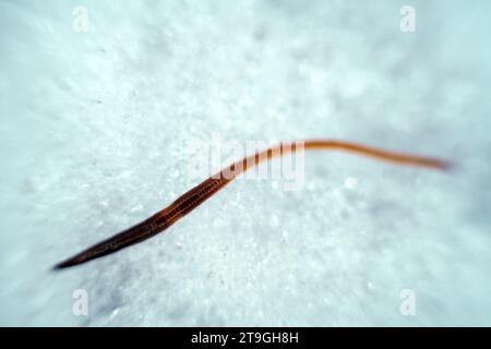 A dung worm Eisenia crawls through the snow. These worms are very tenacious and wake up early in the spring. Macro Stock Photo