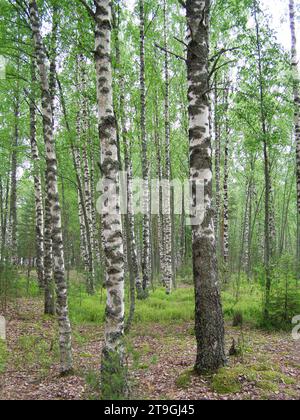 European birch (Betula pendula, B. verrucosa). Birch forest on an island in the Gulf of Finland. Baltic. Stock Photo