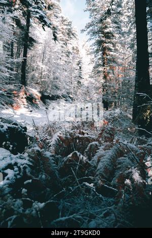Photo from inside the frozen fern in the woods. Stock Photo