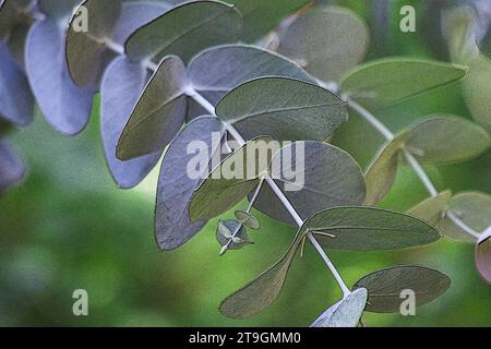 Eucalyptus branches, leaves on natural background Stock Photo