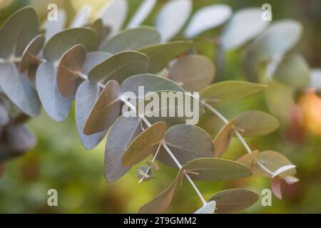 Eucalyptus branches, leaves on natural background Stock Photo
