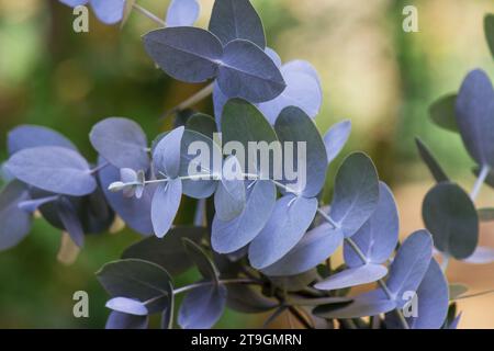 Eucalyptus branches, leaves on natural background Stock Photo