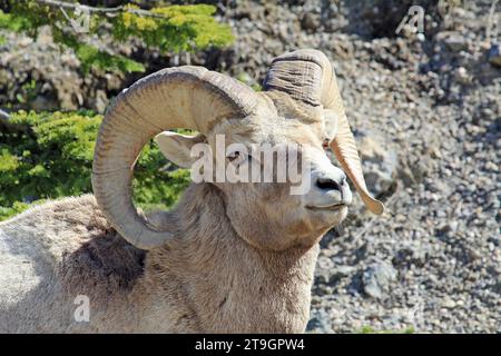 Bighorn sheep portrait, Jasper NP, Canada Stock Photo