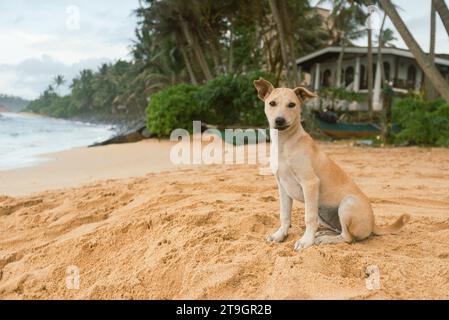 A local stray puppy dog sits on the beach hoping for something to eat in Mirissa in Sri Lanka Stock Photo