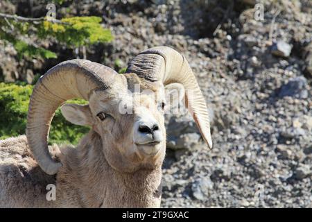 Bighorn sheep portrait, Jasper NP, Canada Stock Photo