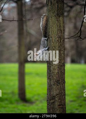Vertical shot of a cute grey squirrel on a tree trunk in Hyde Park, London Stock Photo