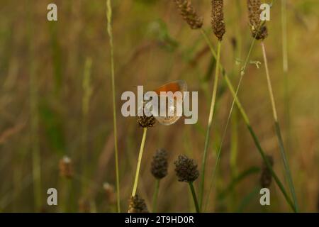 Coenonympha glycerion Family Nymphalidae Genus Coenonympha Chestnut heath butterfly wild nature insect wallpaper, picture, photography Stock Photo