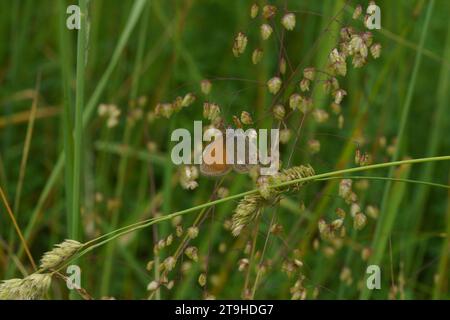 Coenonympha glycerion Family Nymphalidae Genus Coenonympha Chestnut heath butterfly wild nature insect wallpaper, picture, photography Stock Photo