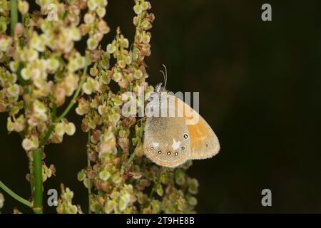 Coenonympha glycerion Family Nymphalidae Genus Coenonympha Chestnut heath butterfly wild nature insect wallpaper, picture, photography Stock Photo